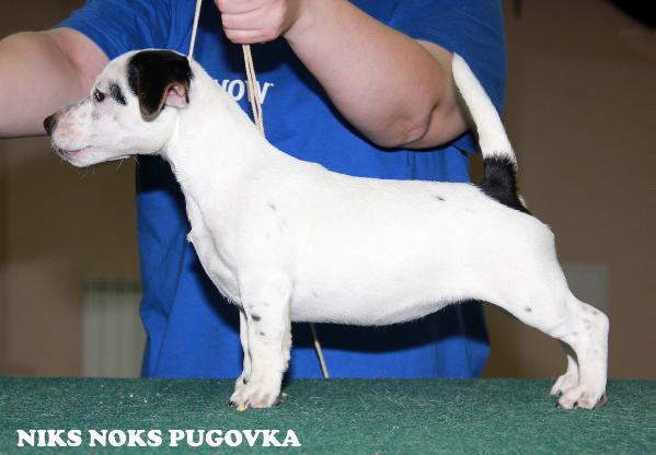 Niks Noks Pugovka | Jack Russell Terrier 