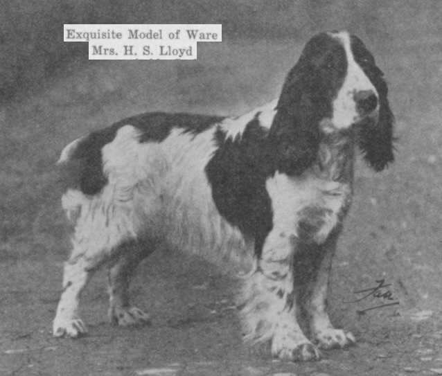 Exquisite Model of Ware | American Cocker Spaniel 