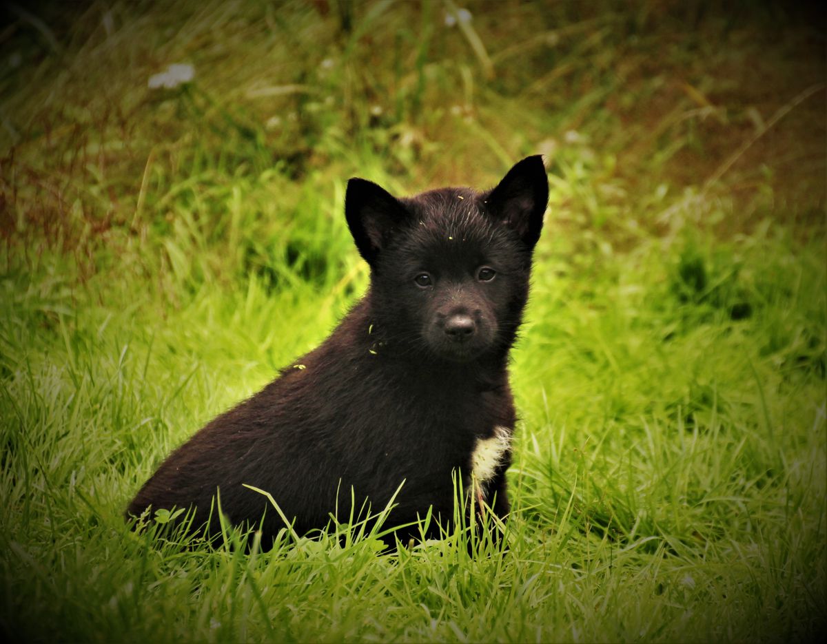 Njarga Fina Freydis | Lapponian Herder 