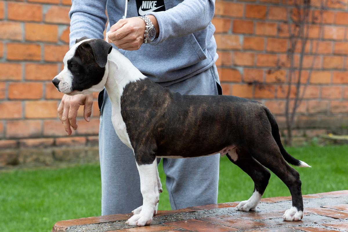 Charie Brown King of Ring’s | American Staffordshire Terrier 