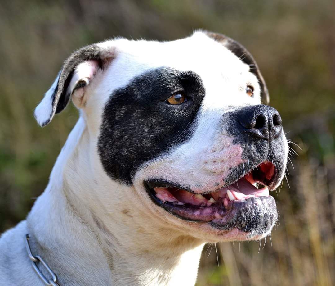 Gremlins Gemma Teller Morrow | American Bulldog 