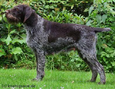 Alma v Erthal | German Wirehaired Pointer 