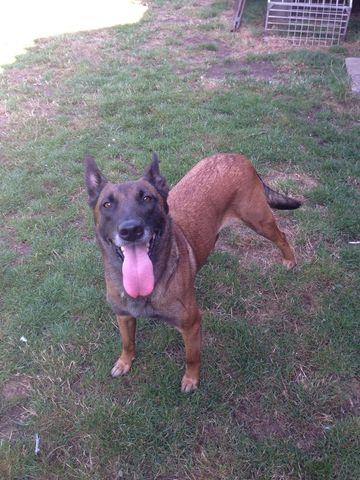 Gitana from Mike's Place | Belgian Malinois 