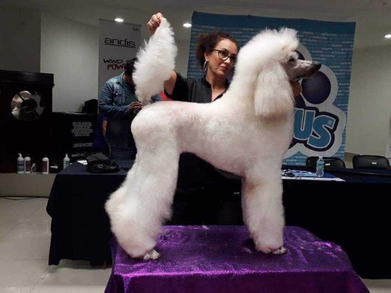 VALIRIA (PEREZ) | Poodle  VALIRIA (PEREZ) | Poodle