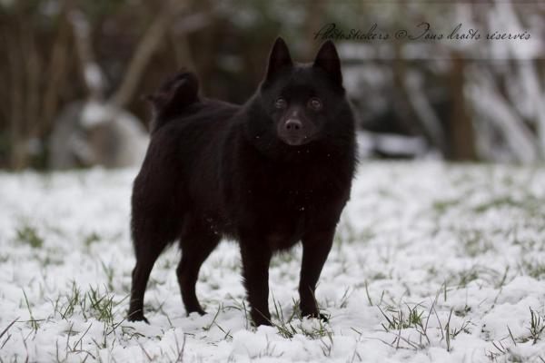 Buffy d'Aquila Meldensis | Schipperke 