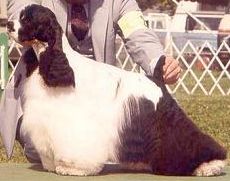 Dal-Mar's Billy Jack | American Cocker Spaniel 