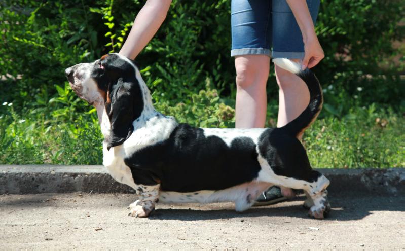 Terra D'Orfili Furio | Basset Hound 