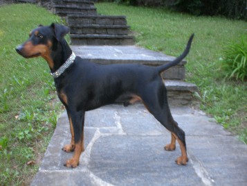 CATO vom Bergischen Land | German Pinscher 