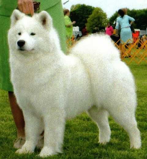 White Magics Aida | Samoyed 