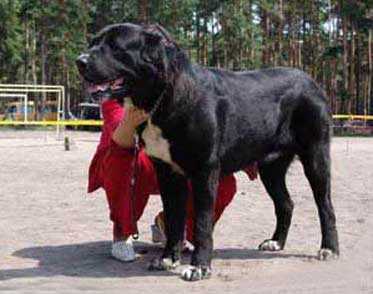 Ortodoks Konvent Eldorado | Central Asian Shepherd Dog 