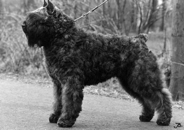 Tino Faisca v.d. Vanenblikhoeve | Bouvier des Flandres 