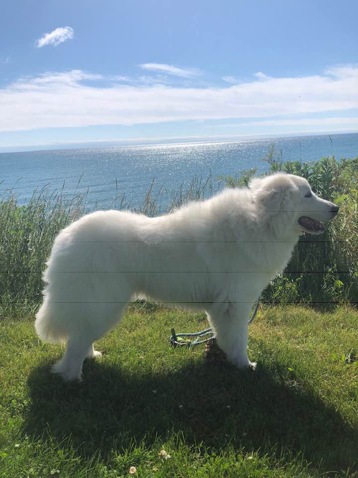 Timberbluffs Chatelaine Bleu Diamond | Great Pyrenees 