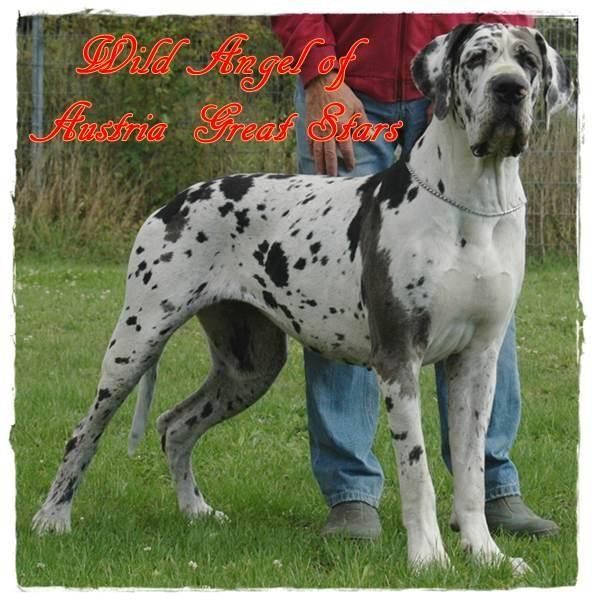 Wild Angel Of Austria Great Stars | Great Dane 