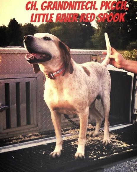 Little River Red Spook | American English Coonhound 