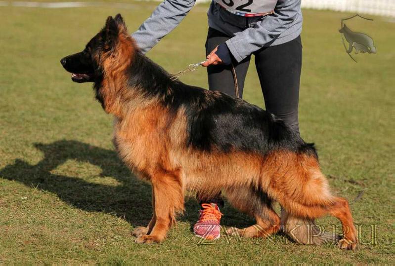 Team Zilber Wasserfall ROXANA | German Shepherd Dog 