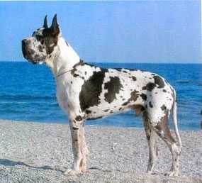 Bladerunner-A Del Nord Ovest | Great Dane 