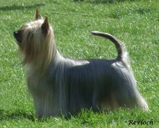 Curiosity All In One | Silky Terrier 