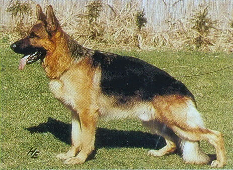 Hanno von der Wienerau | German Shepherd Dog 