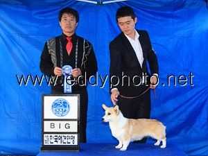 CorgiVille's The Show Must Go On FCI | Pembroke Welsh Corgi 