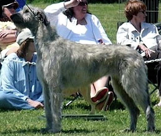 Steppin'Wolf's Rosaleen Dhu | Irish Wolfhound 