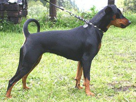 ANKA vom Awarenring | German Pinscher 