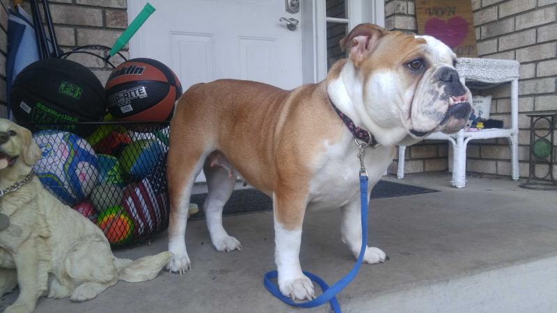 Pelto's Emmie | Olde English Bulldogge 