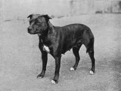 Bother of Looe | Staffordshire Bull Terrier 