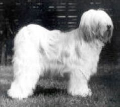 HARDACRE DILYS | Tibetan Terrier 