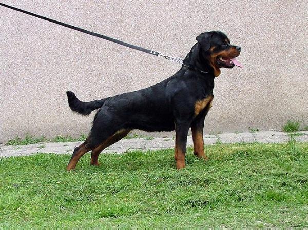 Bona Vom Haus Romanov | Rottweiler 