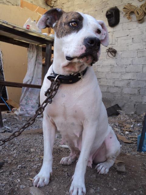 Vazquez Flaca | American Pit Bull Terrier 