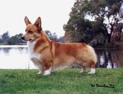 Dygae Davidoff | Pembroke Welsh Corgi 