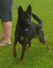 Wolf von der Gauss | German Shepherd Dog 