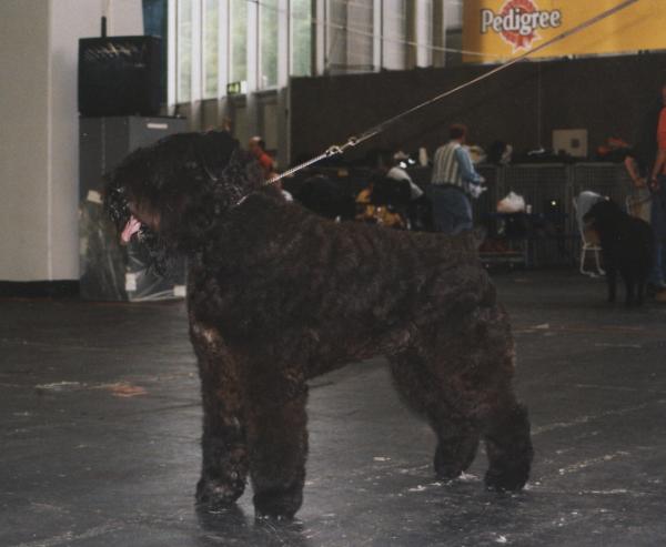 Lexus Lotus V.D. Overstort | Bouvier des Flandres 