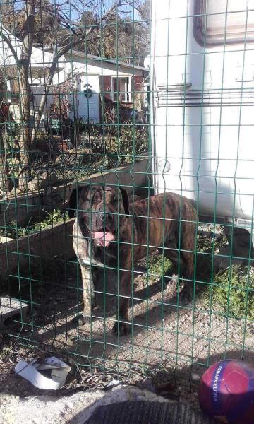 C.wapa | Perro de Presa Canario 