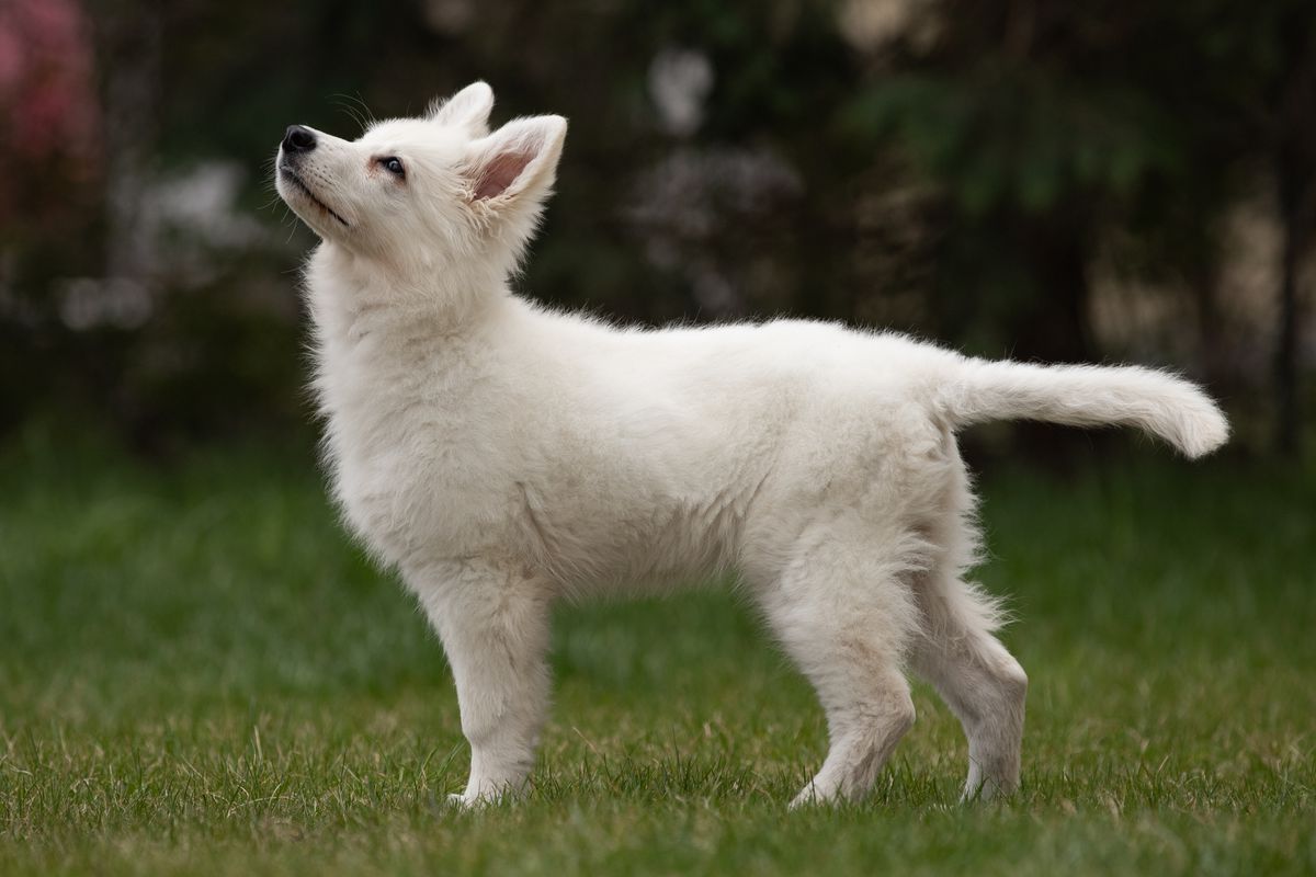 Bonehunters' Aruna | White Swiss Shepherd Dog 