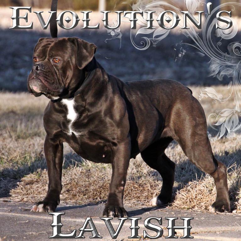 Evolution's Lavish | Olde English Bulldogge 