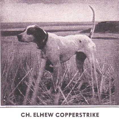 ELHEW COPPERSTRIKE | Pointer 