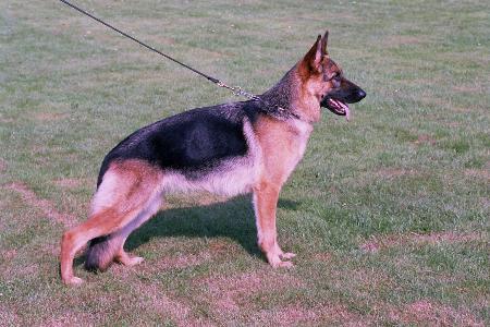 Chijas Tasja | German Shepherd Dog 