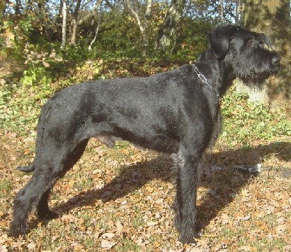 Action vom kleinen Büffel | Giant Schnauzer 