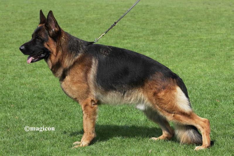 Giacomo von der Grafenburg | German Shepherd Dog 