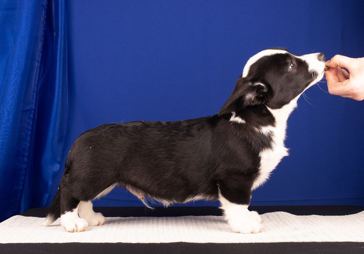 Claud Dark (Joker) | Cardigan Welsh Corgi 