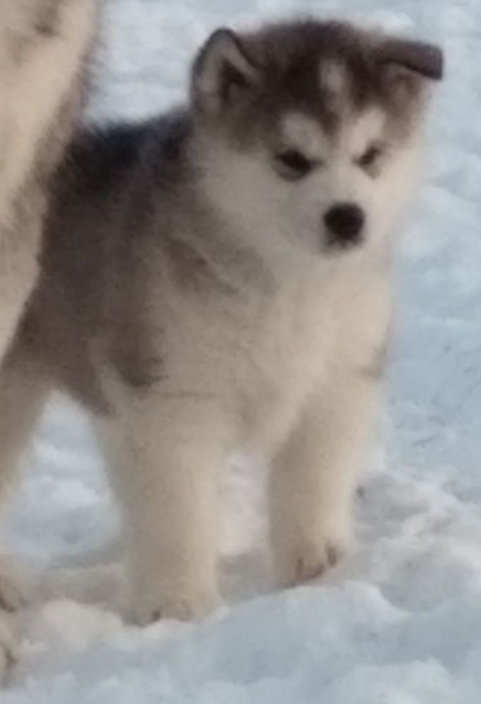 Stellar road Googoosha | Alaskan Malamute 