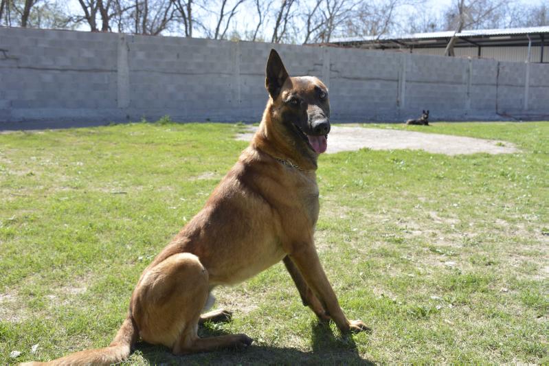 Logan du Banc Des Hermelles | Belgian Malinois 