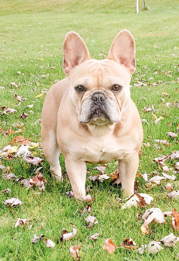 PHP's Gabby Loveabull Starbull | French Bulldog 