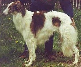 Zilver Jubilee van Triumfus Dyonisos | Borzoi 