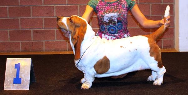 Magic Beam Loukoum | Basset Hound 