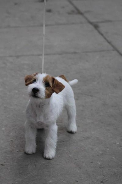 MARGARITA | Jack Russell Terrier 