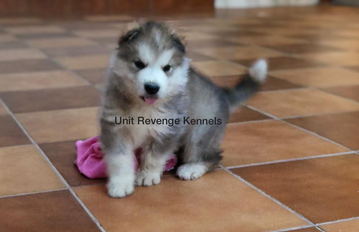 Timmy Unit Revenge | Alaskan Malamute 