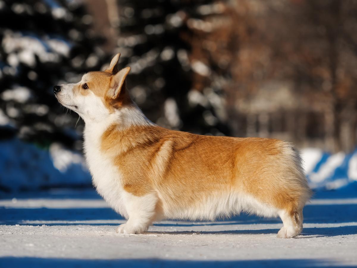 FIRE FOX VOM NORDISCHEN HOF | Pembroke Welsh Corgi 