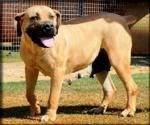 Jokama Dusty | African Boerboel 